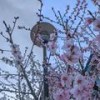 April Showers - Simukai Bosha