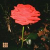Midnight Rose - Eliza