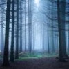 Love In The Woods - DJ Zeal