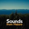 Morning Woodland - Sounds Of Nature