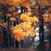 白鸽乌鸦相爱 (经典影视配乐钢琴曲) - 轻松音乐